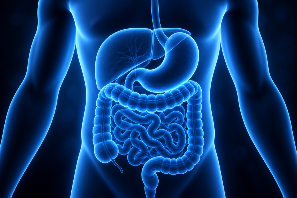 human digestive system illustration showing gut health and metabolism